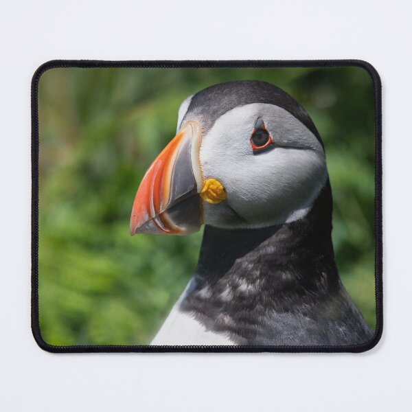Item preview, close up puffin portrait designed and sold by alan tunnicliffe.