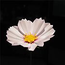 Flower by znamenski