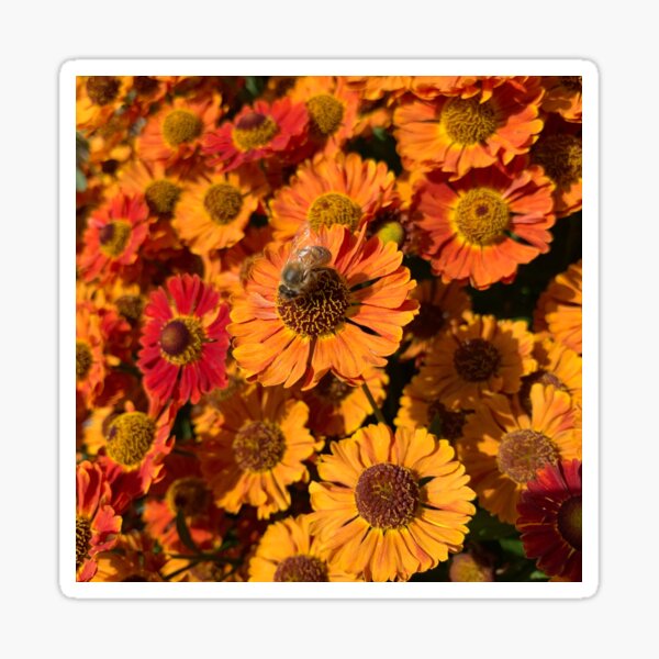 Bee with Orange Sunflowers Sticker