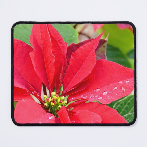 Item preview, Raindrops on the Poinsettias designed and sold by jaynerushton.