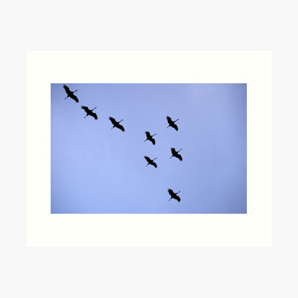Cranes Flying 21 Art Print