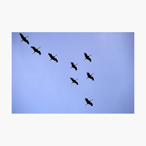 Cranes Flying 21 Photographic Print