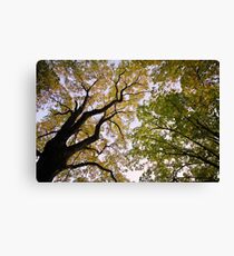 Autumn dusk under the trees Canvas Print