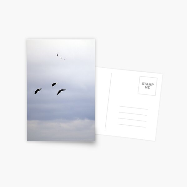 Cranes Landing 5 Postcard