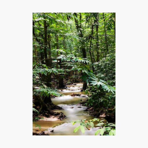 Item preview, Forest Creek designed and sold by Steven  Siow.