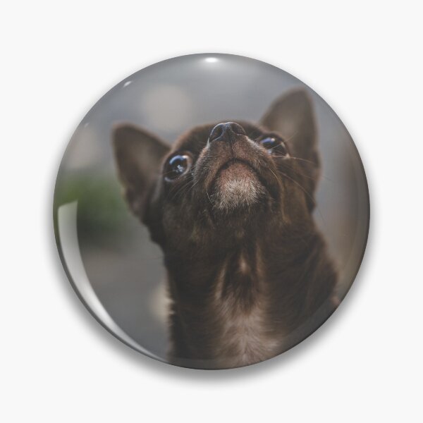 Item preview, Chocolate Chihuahua, brown Chihuahua designed and sold by GiiReez.
