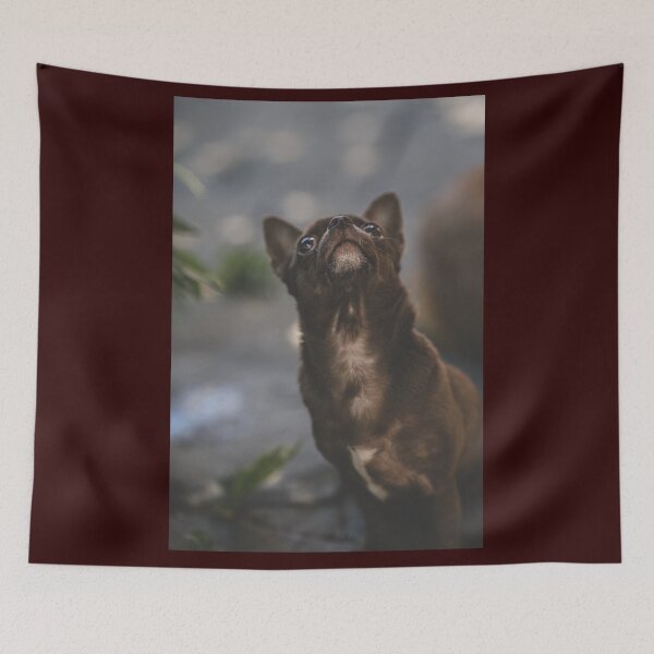 Item preview, Chocolate Chihuahua, brown Chihuahua designed and sold by GiiReez.