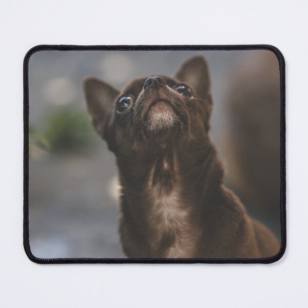 Item preview, Chocolate Chihuahua, brown Chihuahua designed and sold by GiiReez.