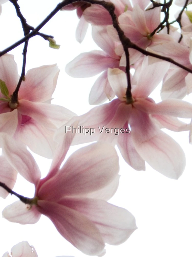 Thumbnail 4 of 4, iPhone Case, Spring (up) designed and sold by Philipp Verges.