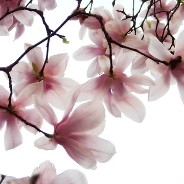 Artwork thumbnail, Spring (up) by Philipp Verges
