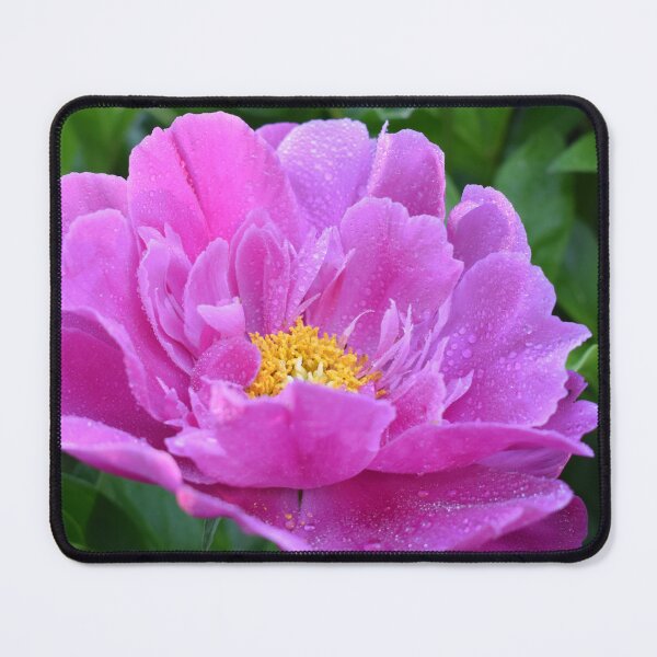 Item preview, A peony in the garden designed and sold by Claude Laprise.