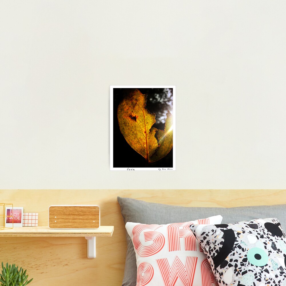 t o r n Photographic Print