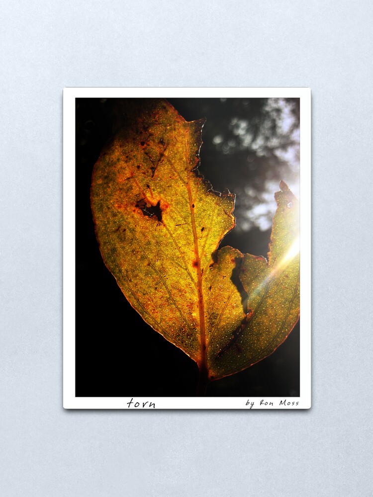 Alternate view of t o r n Metal Print