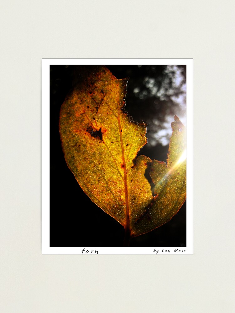 Alternate view of t o r n Photographic Print
