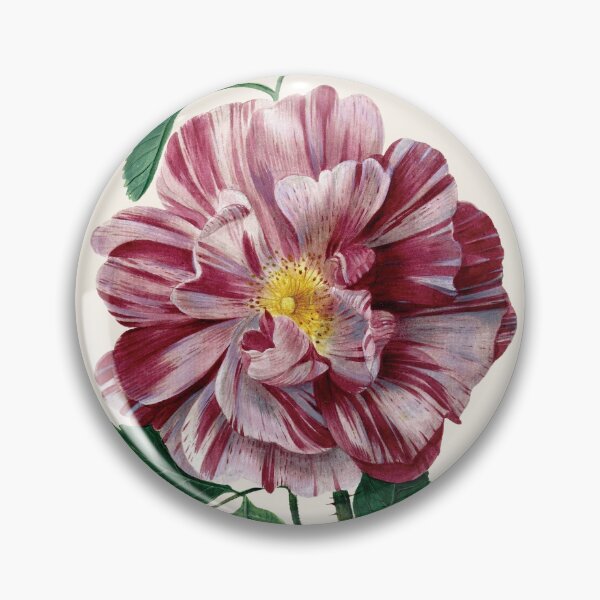 Item preview, Vintage Gallic Rose (Rosa gallica L. ‘Versicolor’) Print | Pieter Withoos designed and sold by LaMadeleine.
