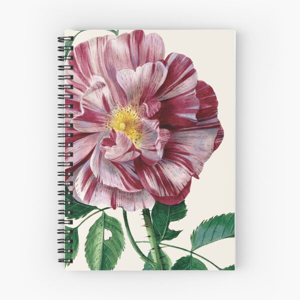 Item preview, Vintage Gallic Rose (Rosa gallica L. 'Versicolor') Imprimir | pieter withoos designed and sold by LaMadeleine.