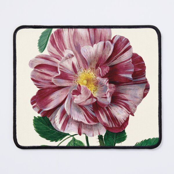 Item preview, Vintage Gallic Rose (Rosa gallica L. ‘Versicolor’) Print | Pieter Withoos designed and sold by LaMadeleine.