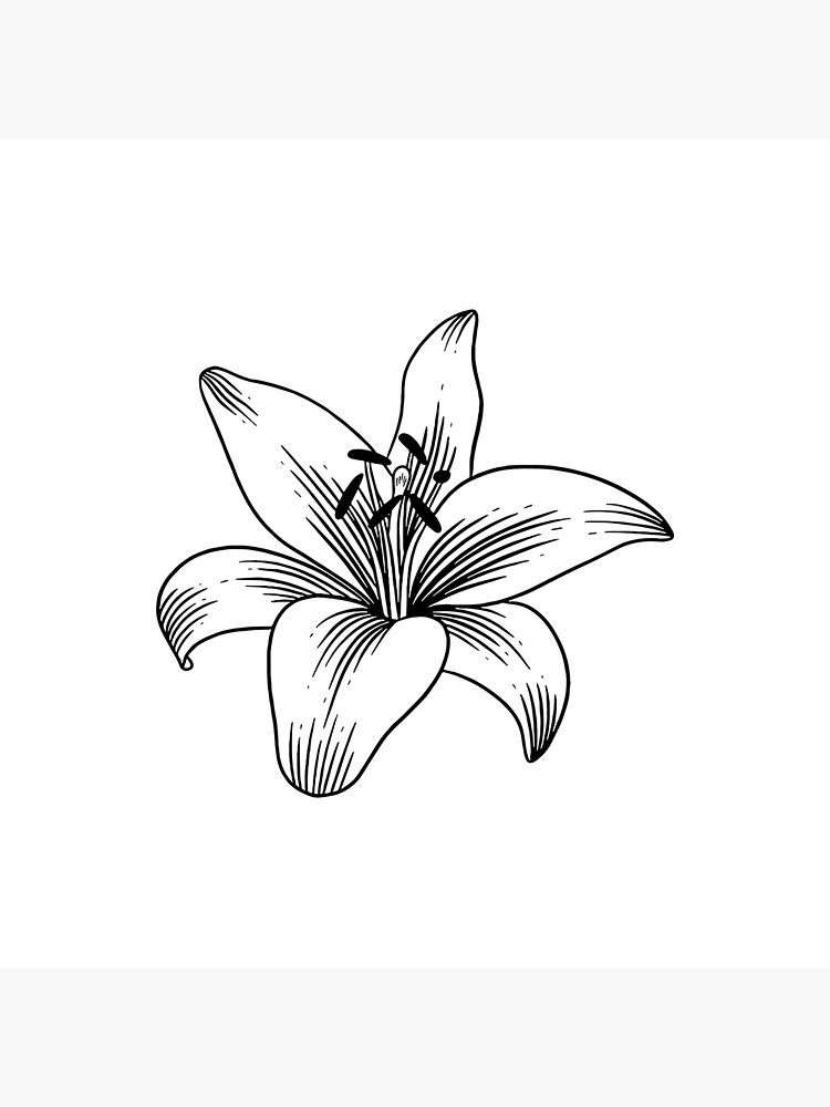 Lily Flowers, Pencil Sketch, Botanical Art, Floral, Fine Art, Nature  Illustration, Black and White Art, Flower Sketch, Lily Art, Graphite - Etsy  Norway