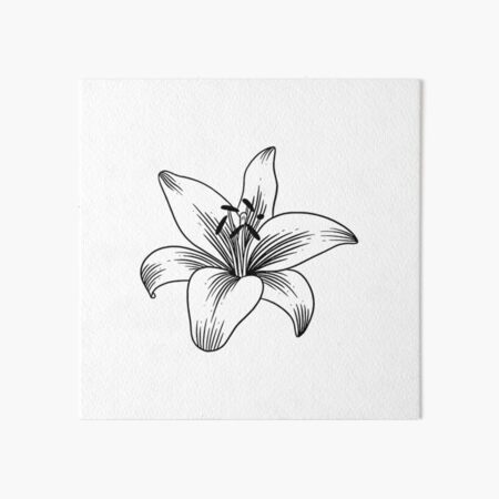 Stargazer Lily Flowers Line Drawing - Lily - Sticker | TeePublic