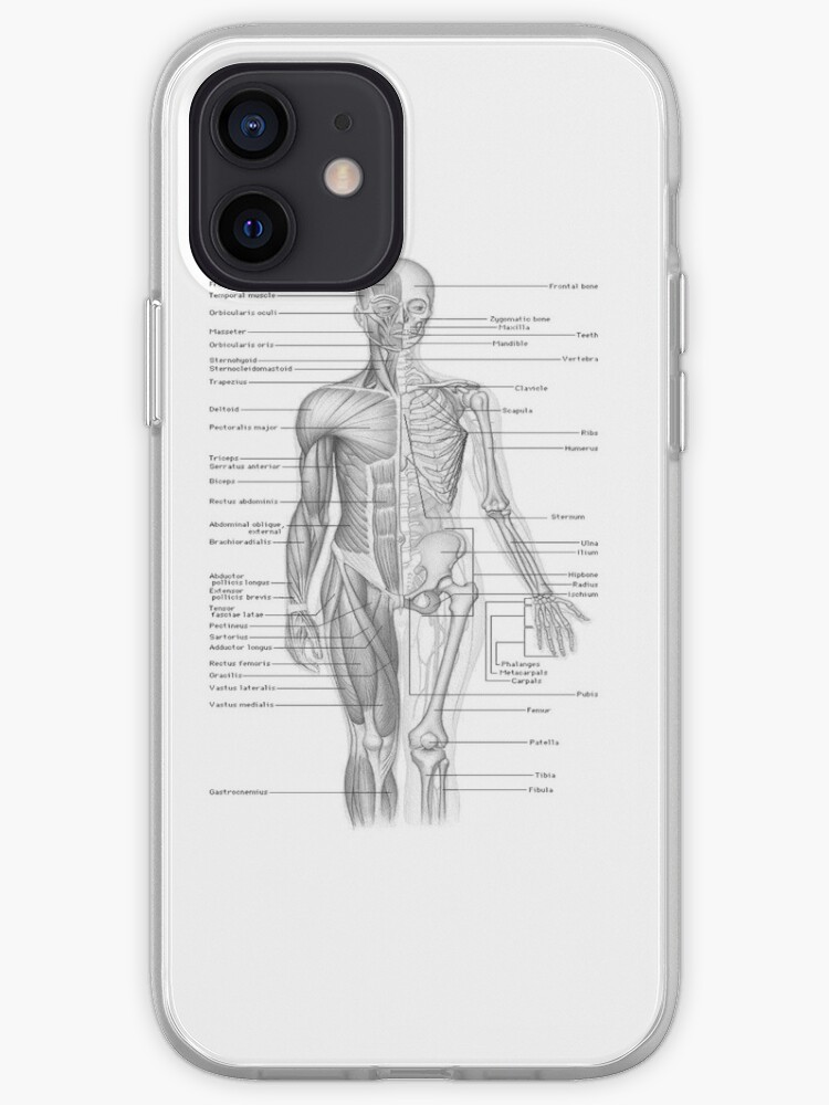 Menschliche Anatomie Iphone Hulle Cover Von Plante0102 Redbubble