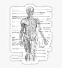 Human Anatomy Sticker