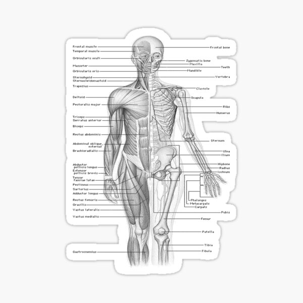 Human Anatomy Sticker