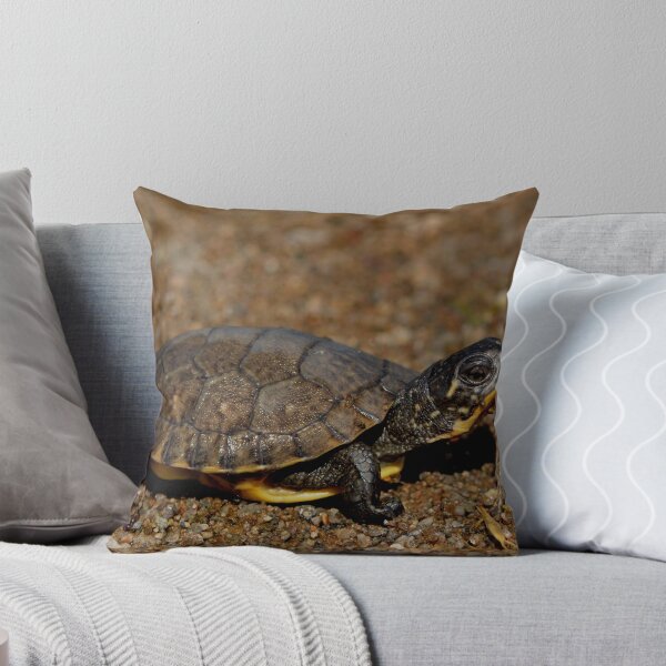 Aperçu de l'œuvre Tortue mouchetée (Emydoidea blandingii) créée et vendue par Pauline Catling.