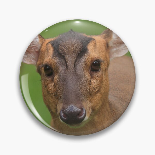 Item preview, Marvellous muntjac designed and sold by miradorpictures.