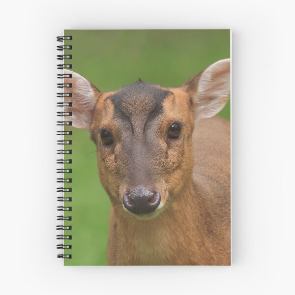 Item preview, Marvellous muntjac designed and sold by miradorpictures.