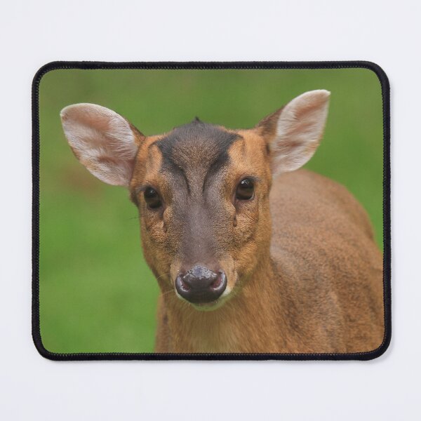 Item preview, Marvellous muntjac designed and sold by miradorpictures.