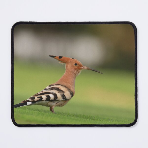 Item preview, Happy Hoopoe designed and sold by miradorpictures.
