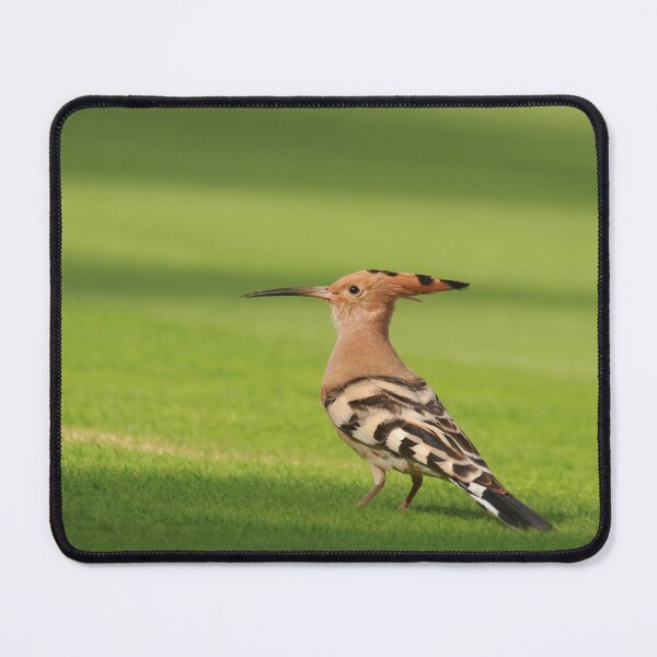 Item preview, Hoopoe display designed and sold by miradorpictures.