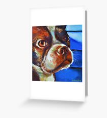 Classy Hank the BOSTON TERRIER Greeting Card