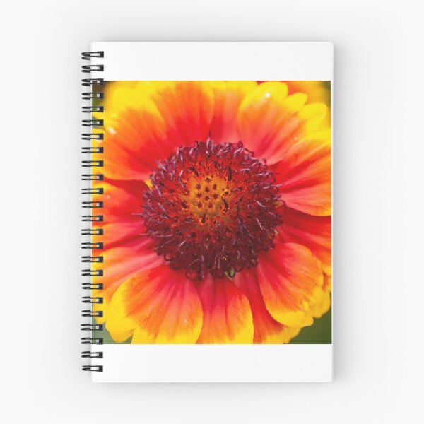 Item preview, Gaillardia Blanket Flower X100 designed and sold by RichFrancoCars.