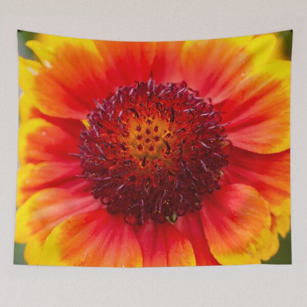 Item preview, Gaillardia Blanket Flower X100 designed and sold by RichFrancoCars.