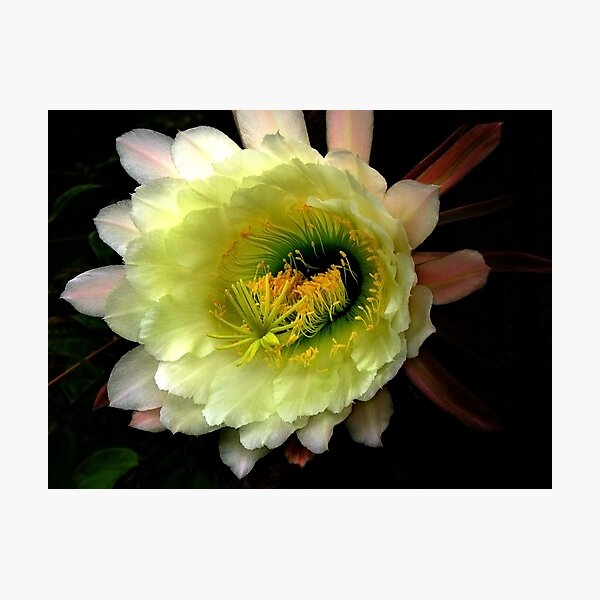 Item preview, Cactus Blossom designed and sold by Gary Pope.