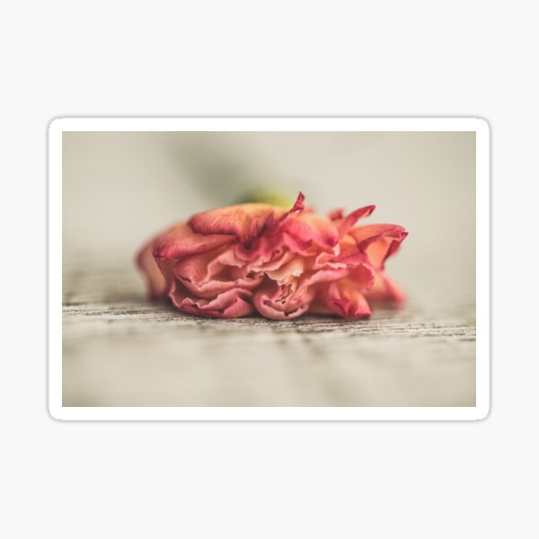 Aperçu de l'œuvre Ça ne dure que si longtemps l Carnation Photography créée et vendue par KEnzPhotography.