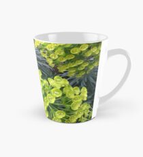 Euphorbia Tasse (konisch)