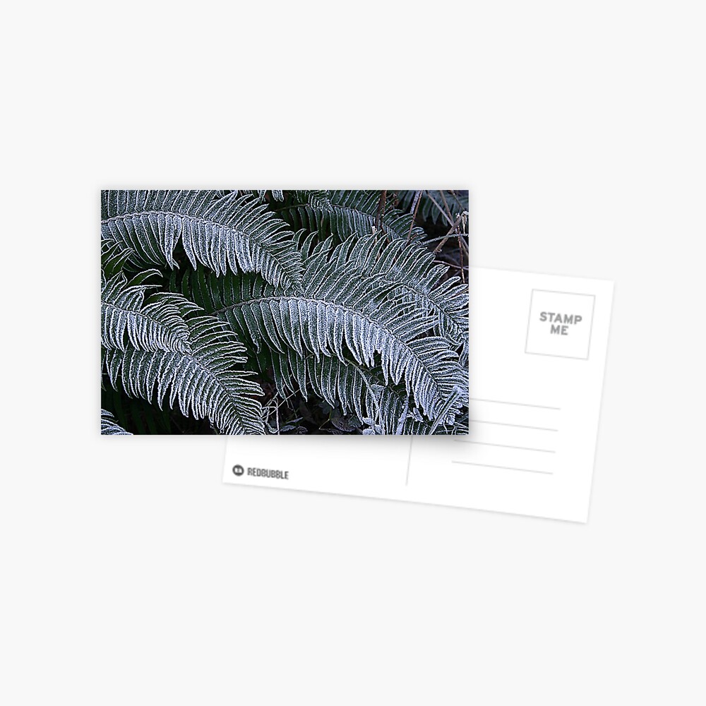 Frosty Fern Family Postcard