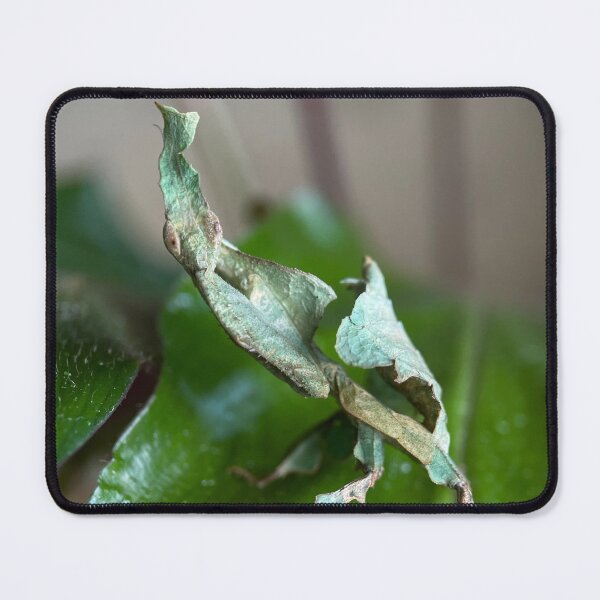 Item preview, Green Ghost Mantis designed and sold by Reptillery.