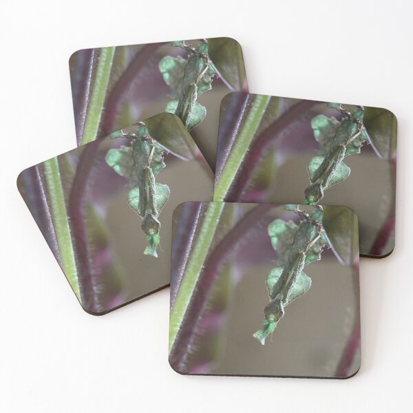 Item preview, Green Ghost Mantis Female designed and sold by Reptillery.
