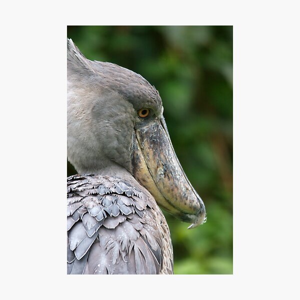 Item preview, Shoebill designed and sold by Jack Reynolds.