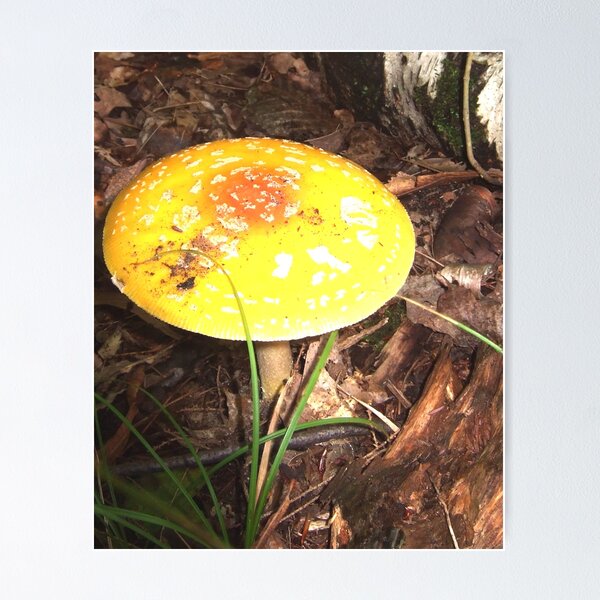 Item preview, Amanita Mushroom designed and sold by SaMack.
