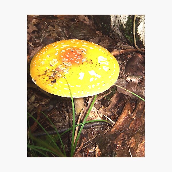Item preview, Amanita Mushroom designed and sold by SaMack.