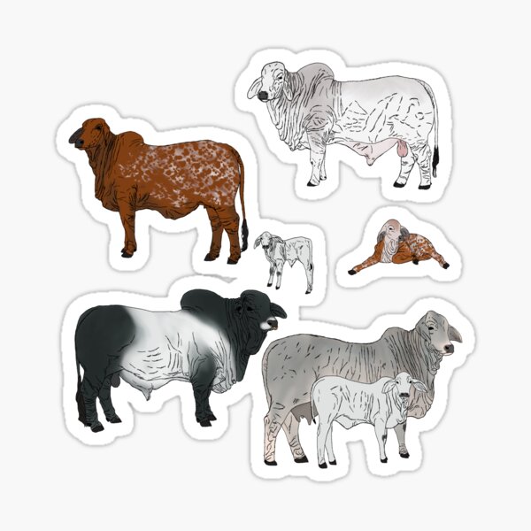 Item preview, Brahman Cattle Transparent designed and sold by Ashley Gagnon.