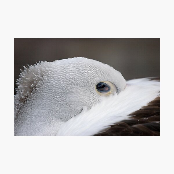 Item preview, Australian Pelican designed and sold by Jack Reynolds.