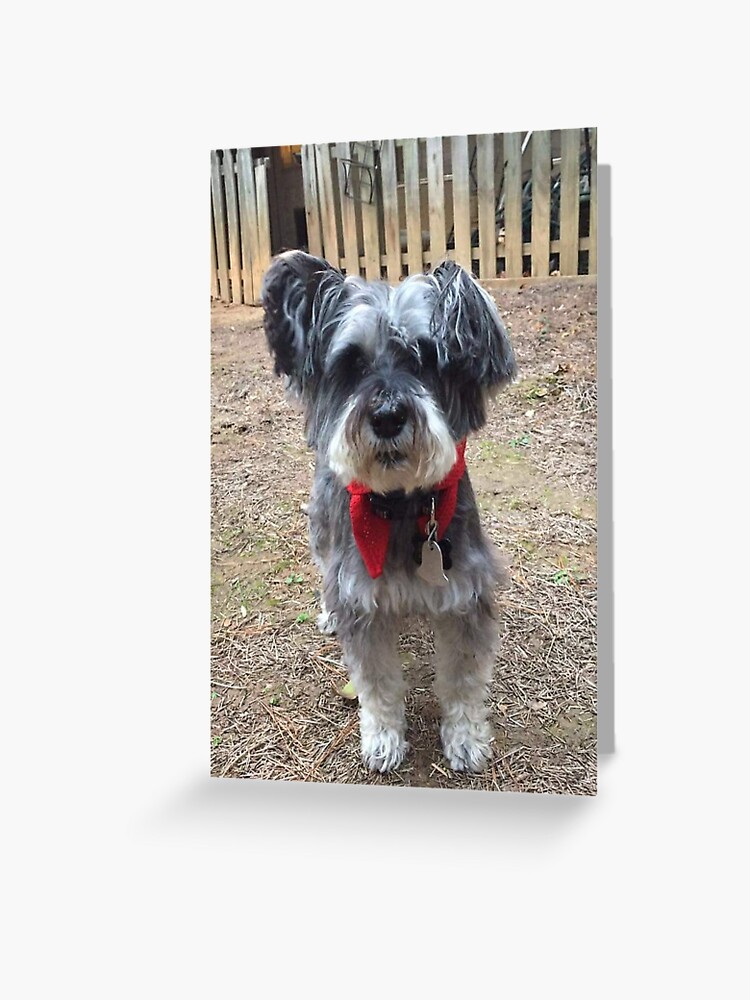 schnauzer stuff