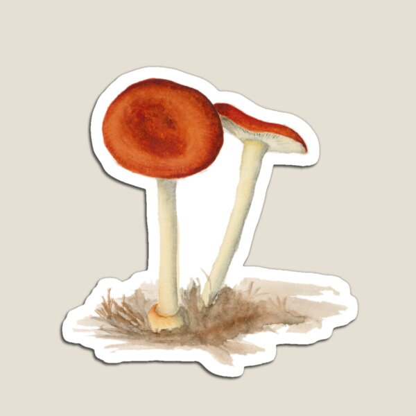 Agaricales sp. 01 by Dorothy Noble Magnet