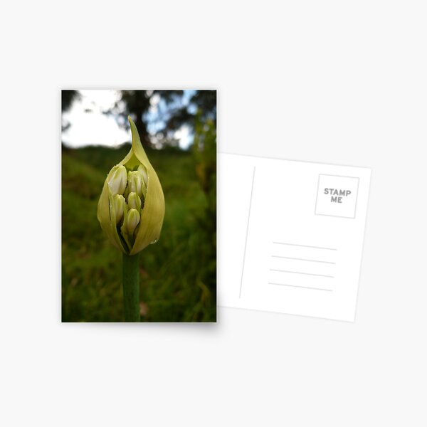 Otway Flowers 3 Postcard
