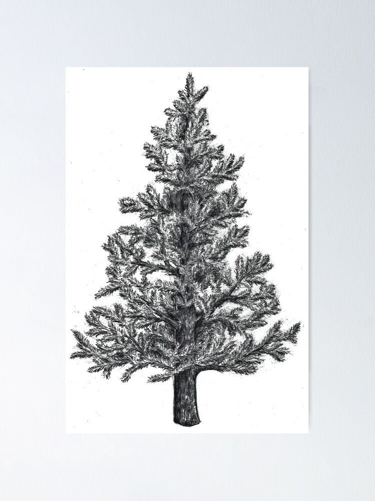 Pine Tree Drawing by Erica Simons - Pixels